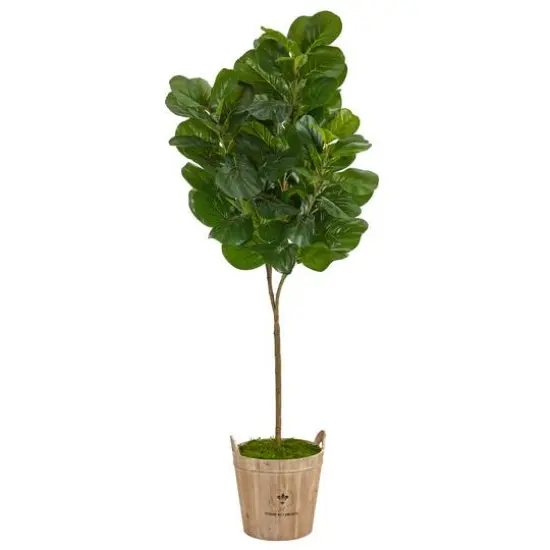 6ft. Fiddle Leaf Fig Tree in Farmhouse Planter {1}