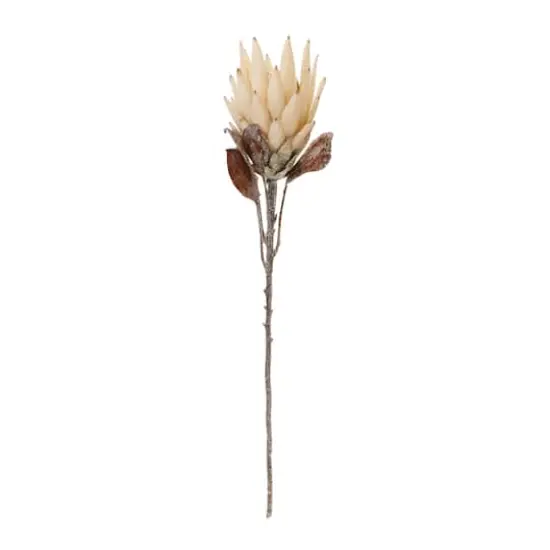 29.25" Red Protea Flower Stems, 2ct. Beige {3}
