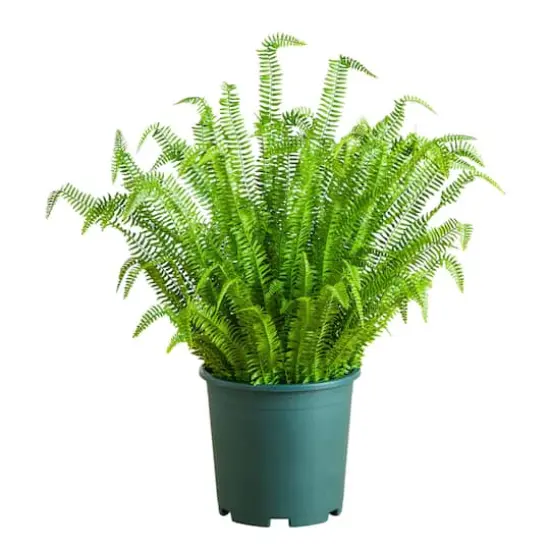 4ft. UV Resistant Artificial Boston Fern Plant with Real Touch Leaves (Indoor/Outdoor) {1}