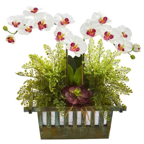23" White Orchid & Succulent Arrangement in Wooden Planter {1}