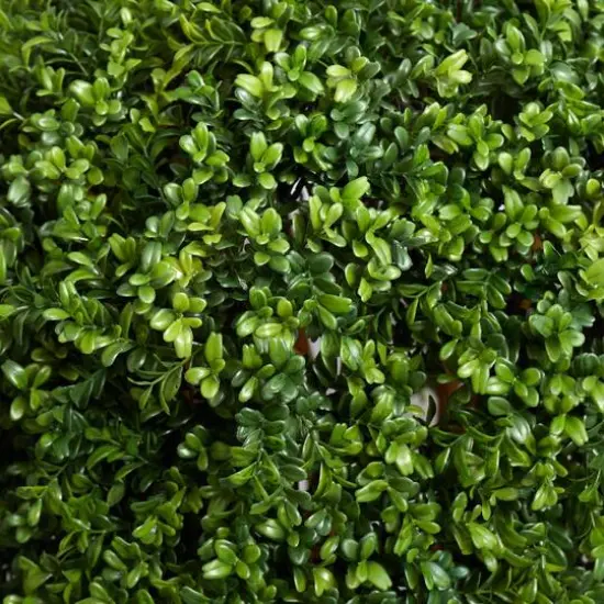 3ft. Potted Boxwood Topiary Tree  {7}