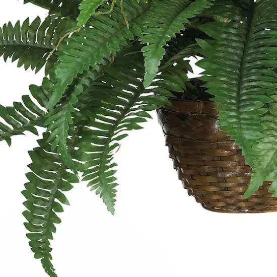 18" Boston Fern Hanging Basket {3}