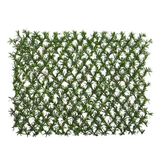 3.5ft. Expandable Podocarpus Fence {1}