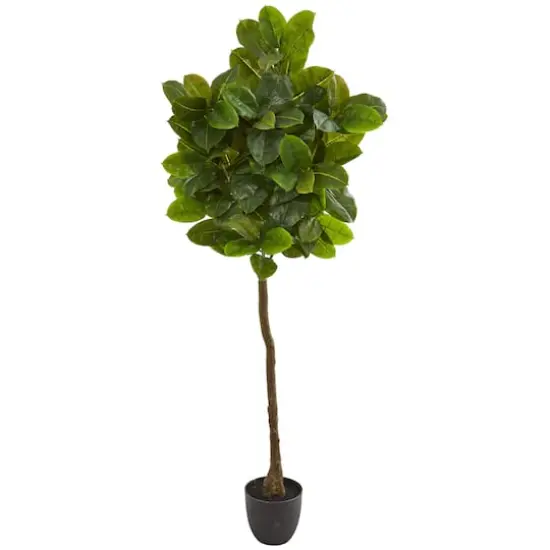 6ft. Potted Rubber Leaf Tree {1}