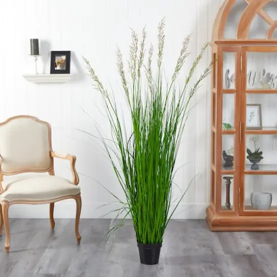 5.5ft. Potted Plume Grass {4}