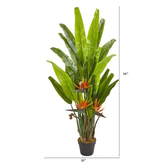 4.5ft. Potted Bird of Paradise Plant {3}