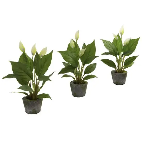 11" Peace Lily with Cement Planter, 3ct. {1}