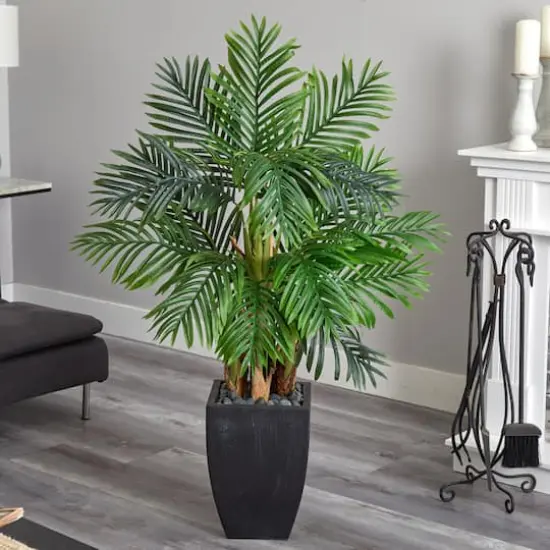5ft. Kentia Palm Tree in Black Planter {3}