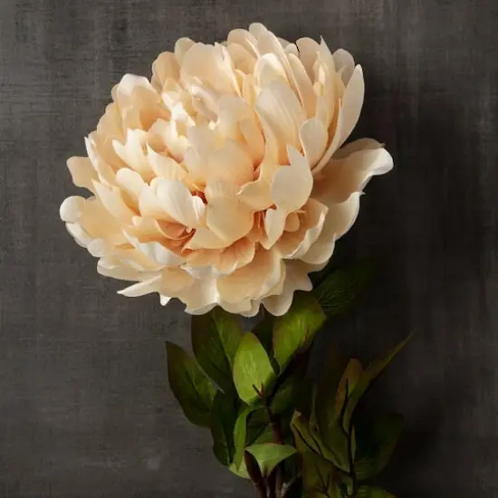 Jumbo Cream Peony Stem by Ashland&reg; {3}