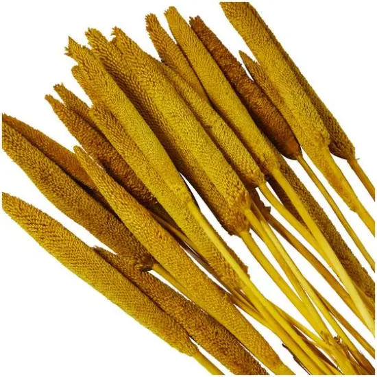 Dried Plant Bunny Tail Natural Foliage with Long Stems Yellow {3}