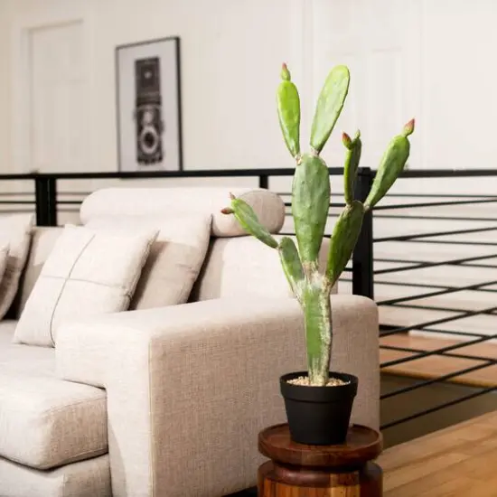 3ft. Potted Green Cactus {8}