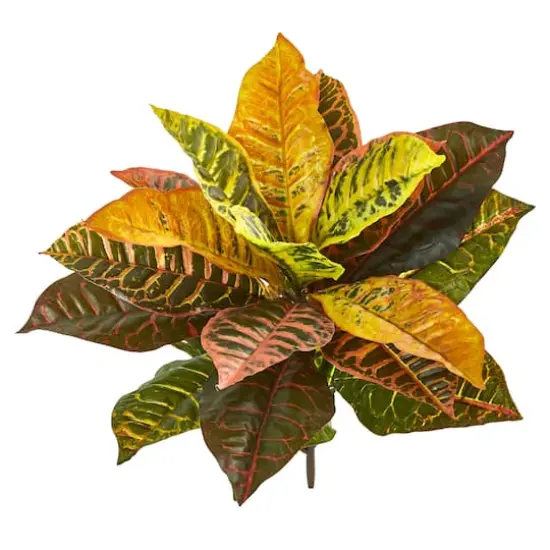 Croton Bush, 4ct. {1}