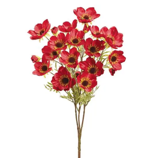 Cerise Red Wild Poppy Bush {1}