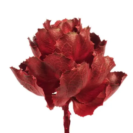 Dried Red Queen Flower Stem {4}