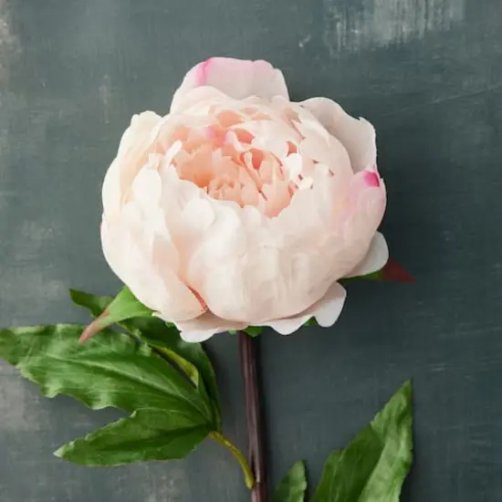 King Peony Stem By Ashland&reg; Light Pink {3}