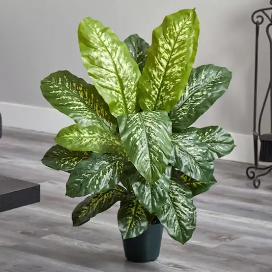 3ft. Potted Dieffenbachia Plant {6}
