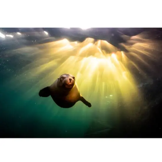 Sparkly Selections Seal Underwater 30x40 cm Round {1}