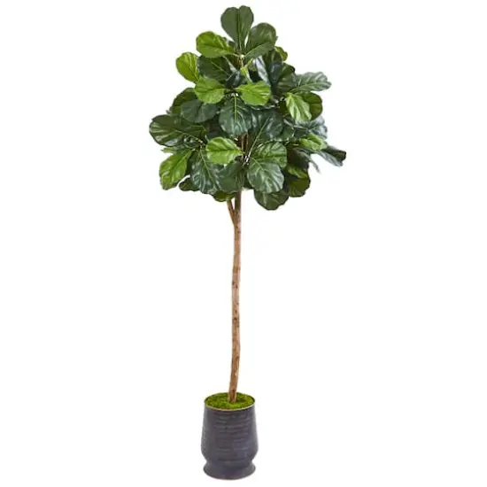 6.7ft. Fiddle Leaf Fig Tree in Metal Planter {1}