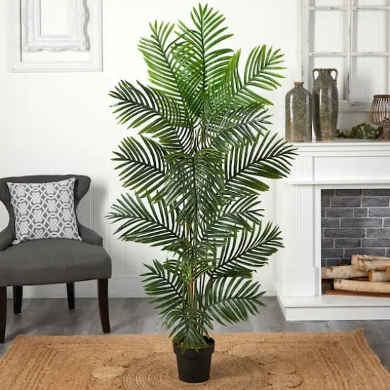 5ft. Potted Paradise Palm Tree {3}