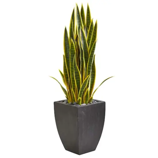 3.5ft. Snake Plant in Black Planter {1}
