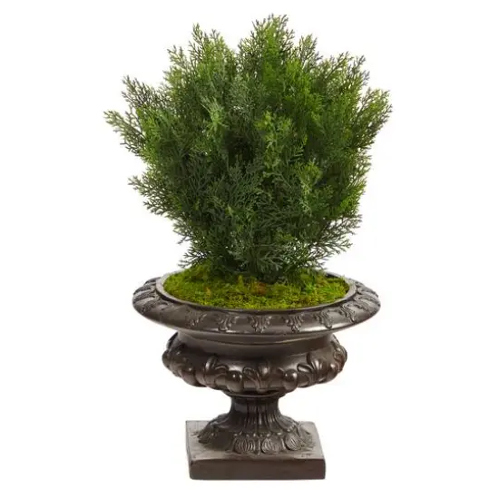 2.5ft. Cedar Tree in Iron Colored Urn {1}
