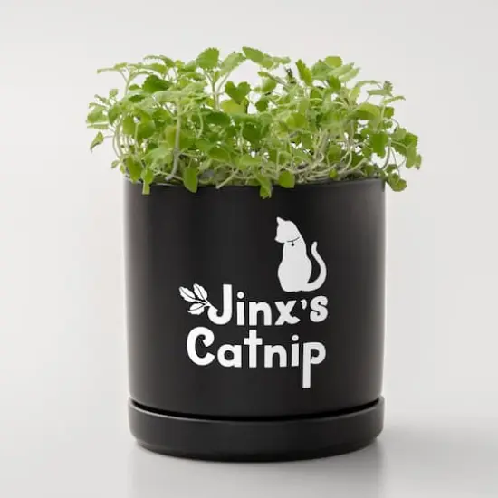 Cricuit Joy Xtra&trade; Removable Smart Vinyl&trade; White {6}