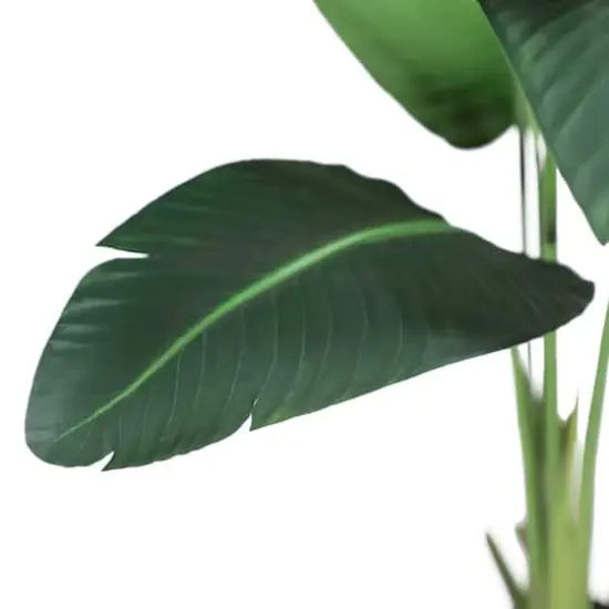 4ft. Travelers Palm in Black Planter {5}