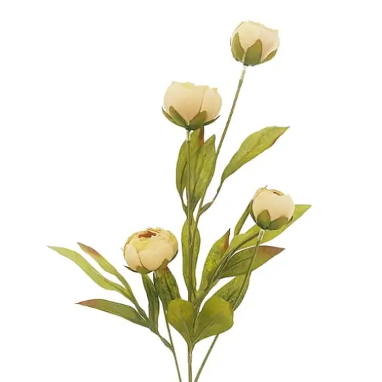 Tan Peony Stem by Ashland&reg; {3}