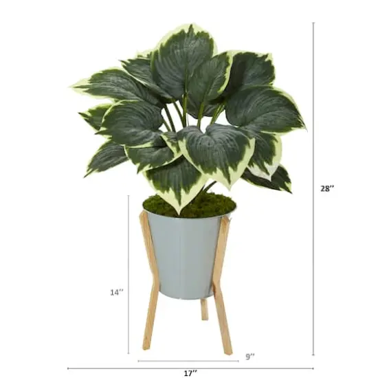 2.5ft. Hosta Plant in Green Planter with Stand {3}