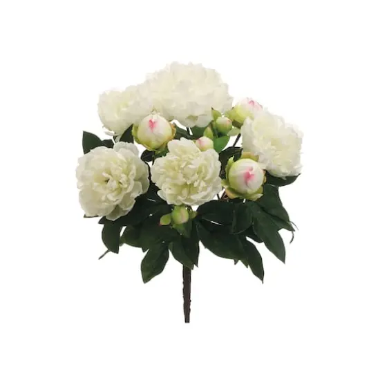Cream Peony Bush  {1}