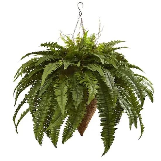 2ft. Boston Fern with Cone Hanging Basket {1}