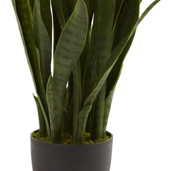 3ft. Snake Plant with Black Planter {4}