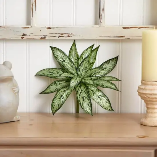 Silver Queen Plant, 6ct. {5}