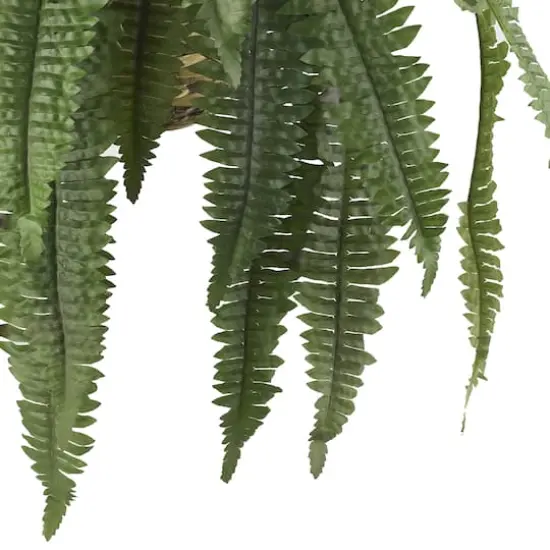 22" Boston Fern Hanging Basket {4}