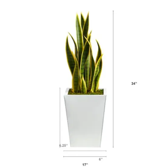 2.5ft. Snake Plant in White Metal Planter {3}