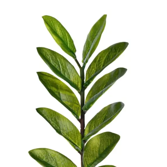 36" Potted Green Zamifolia Artificial Bush {4}