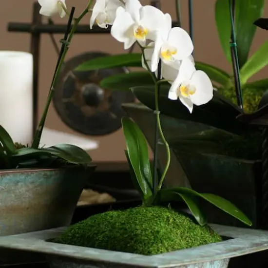 SuperMoss&reg; Preserved Sheet Moss {4}