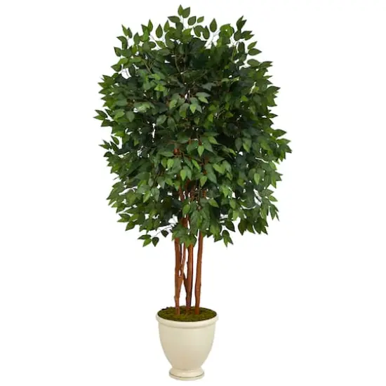 5.5ft. Super Deluxe Ficus Tree in Decorative Urn {1}
