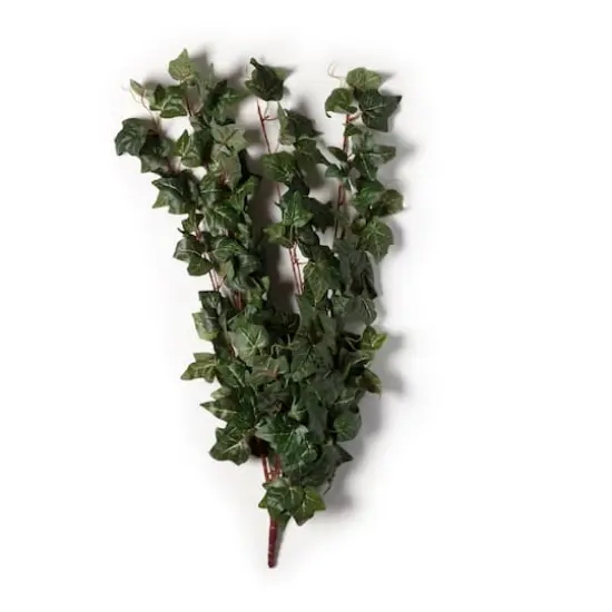 German Ivy Bush Ivy Collection by Ashland&reg; {5}