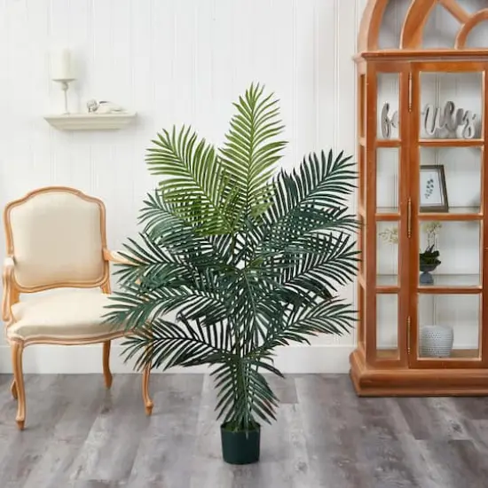5ft. Potted Paradise Palm {7}