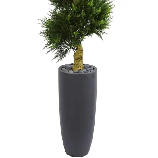 6ft. Spiral Cypress Tree in Cylinder Planter {4}