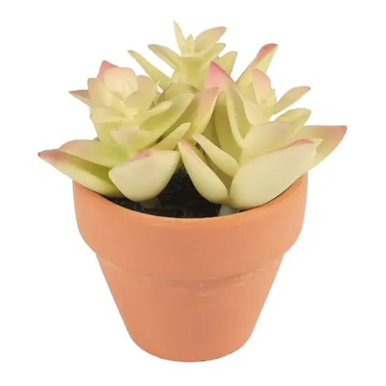 Mini Premade Succulents in Terra Cotta Pots, 6ct. by Ashland&reg; Light Green {5}