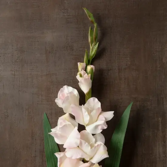 White Gladiolus Stem by Ashland&reg; {4}