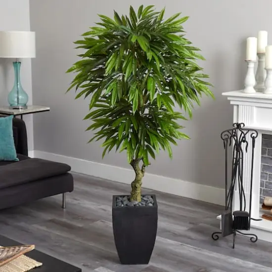 5.5ft. Potted Mango Tree in Decorative Black Planter {5}