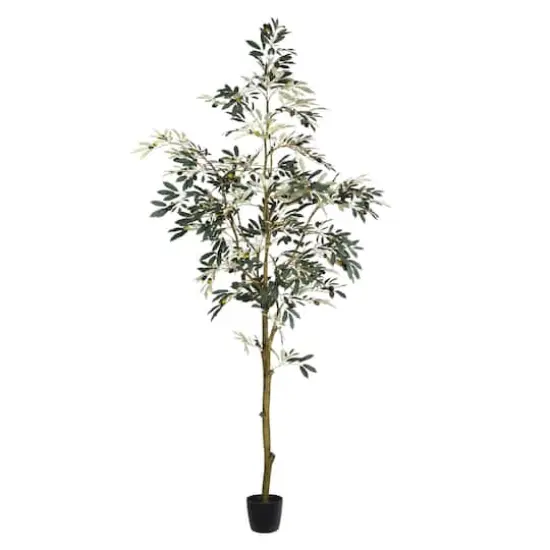 7ft. Potted Olive Tree {1}