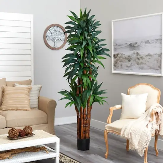 6.5ft. Potted Dracaena Tree {4}