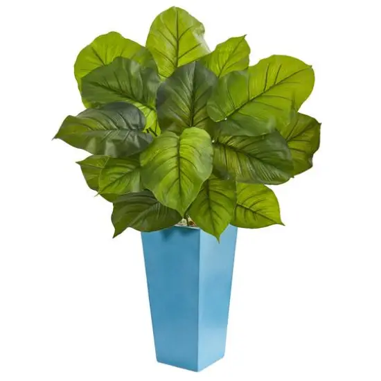 3ft. Large Leaf Philodendron in Turquoise Planter {1}