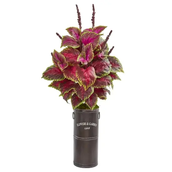 3ft. Coleus Plant in Decorative Planter {1}