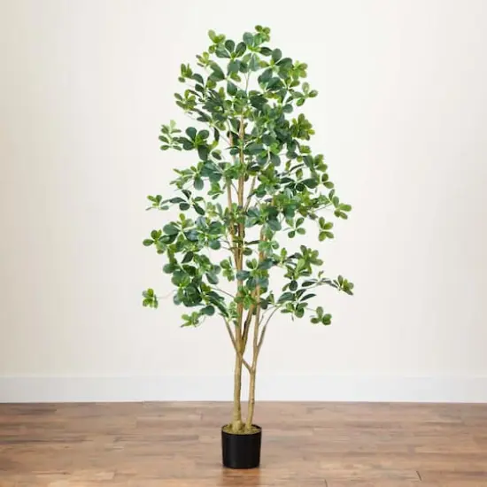 6ft. Potted Black Olive Tree {5}