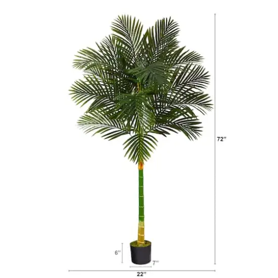6ft. Potted Golden Cane Palm Tree {3}